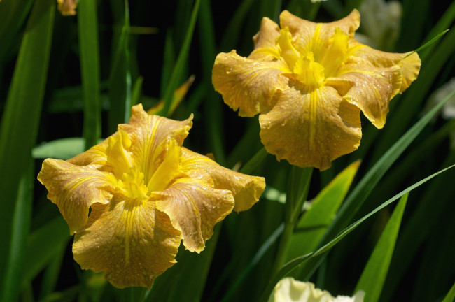 Обои картинки фото цветы, ирисы, желтые, касатики