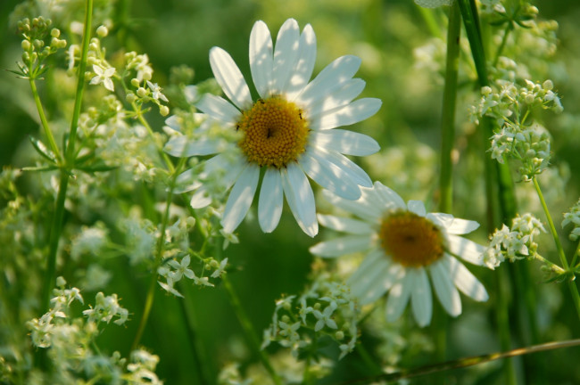 Обои картинки фото цветы, луговые, полевые, ромашки