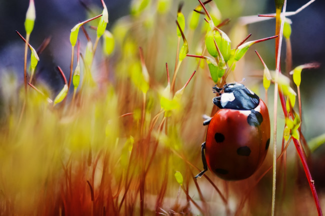 Обои картинки фото животные, божьи, коровки, жук, макро