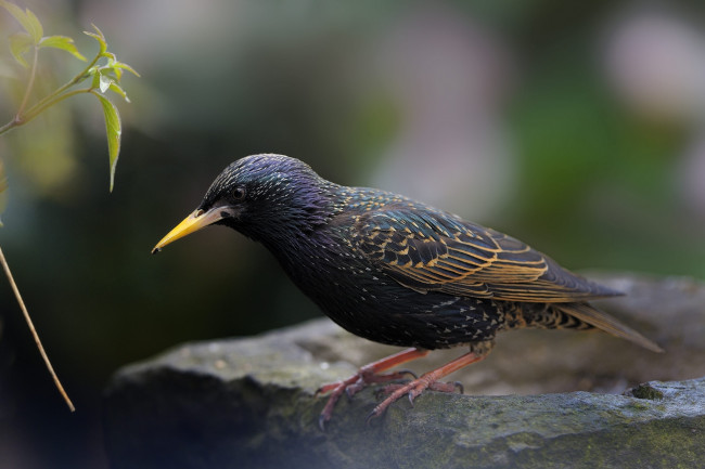 Обои картинки фото животные, птицы, скворец