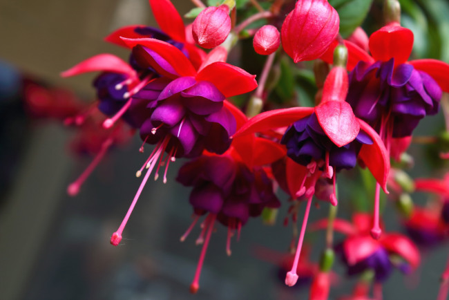 Обои картинки фото цветы, фуксия, экзотика