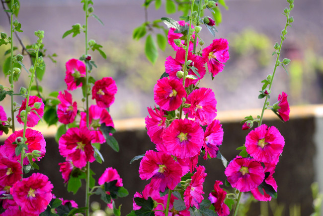 Обои картинки фото цветы, мальвы, малиновый, яркий