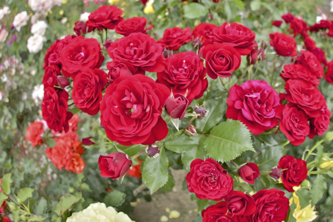 Обои картинки фото цветы, розы, куст