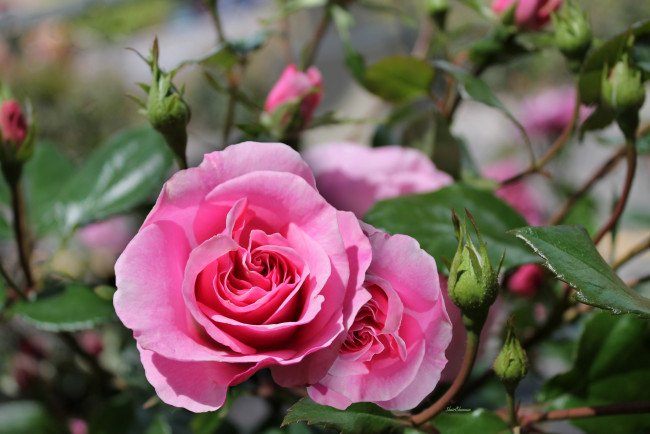 Обои картинки фото цветы, розы, розовый