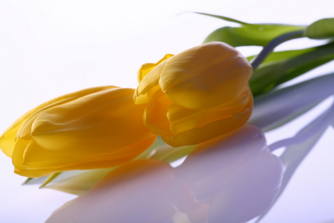 Обои картинки фото цветы, тюльпаны