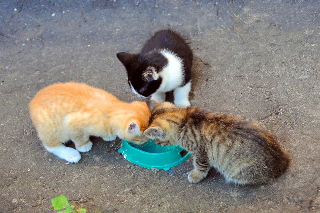 Обои картинки фото животные, коты, котята