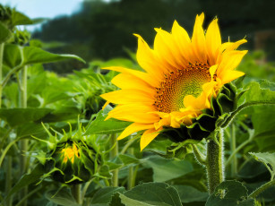 Картинка цветы подсолнухи бутон подсолнух