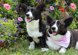 Картинка животные собаки