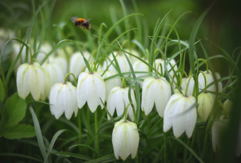 Картинка цветы рябчики белый