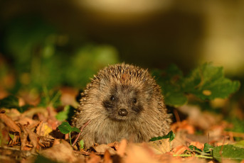 Картинка животные ежи колючки