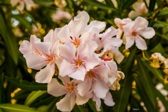 обоя цветы, олеандры, персиковый