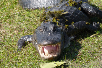 Картинка животные крокодилы берег крокодил пасть