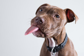 Картинка животные собаки морда пес взгляд