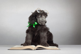 Картинка животные собаки пудель