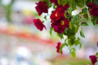 Картинка цветы розы бордо