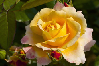 Картинка цветы розы желтый