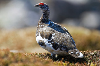 Картинка животные глухари +тетерева +фазаны природа фауна птичка