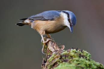 обоя животные, поползни, дерево, поползень