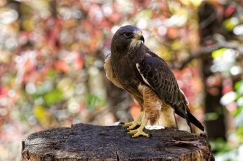 Картинка животные птицы+-+хищники хищник