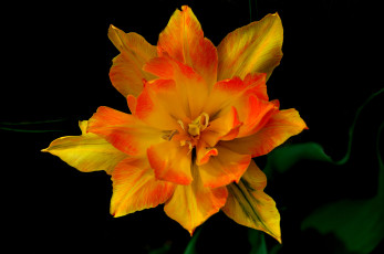 Картинка цветы тюльпаны макро