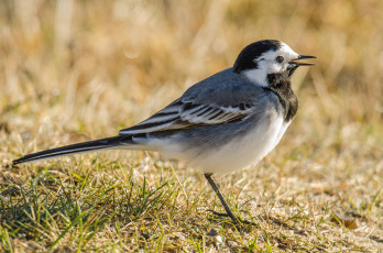 Картинка животные птицы природа фауна птичка