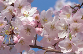 Картинка цветы сакура +вишня розовый