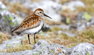 обоя животные, птицы, природа, фауна, птичка