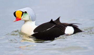 Картинка животные утки водоем птичка