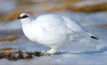 Картинка животные куропатки +рябчики +перепела белая куропатка