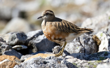 Картинка животные птицы природа фауна птичка