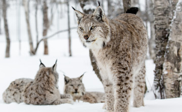 Картинка животные рыси снег кошки