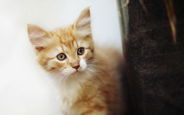 Картинка животные коты кошка взгляд фон