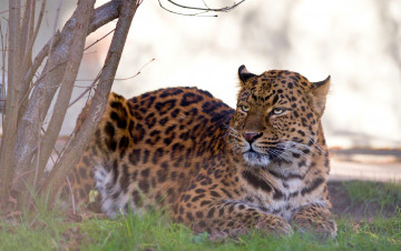 Картинка животные леопарды кошка