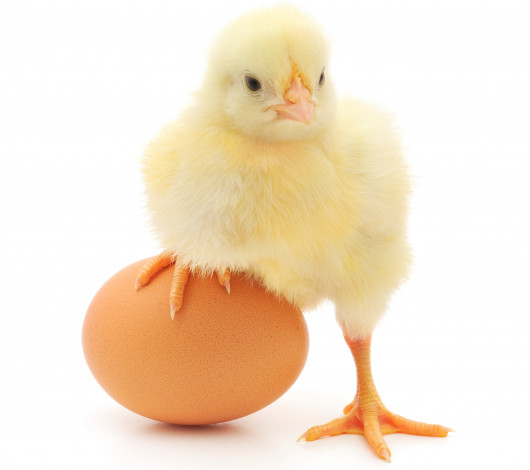 Обои картинки фото животные, куры,  петухи, яйцо, цыпленок