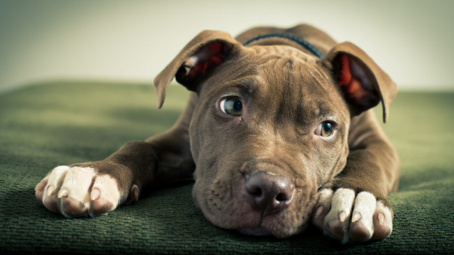 Обои картинки фото животные, собаки, взгляд, пес, морда