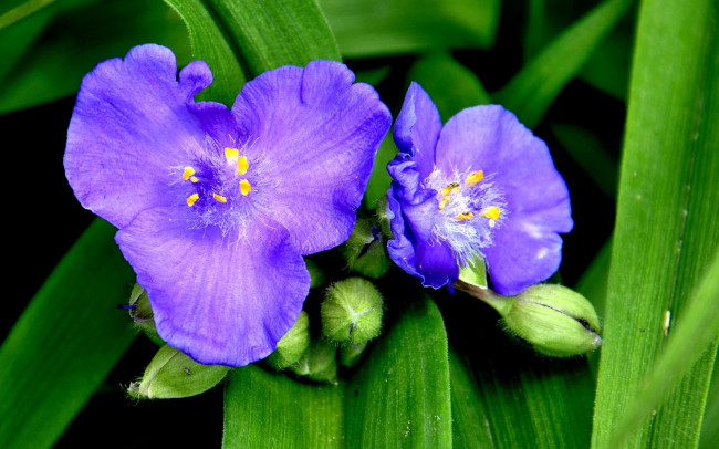 Обои картинки фото цветы, традесканции, макро