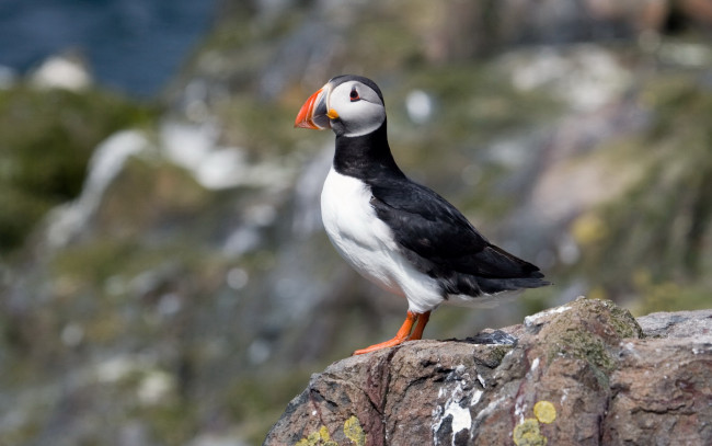 Обои картинки фото животные, тупики, птица