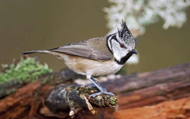 Обои картинки фото животные, синицы,  лазоревки, хохлатая, синица