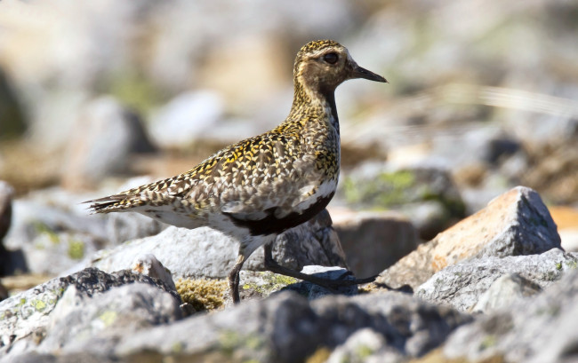 Обои картинки фото животные, птицы, природа, фауна, птичка