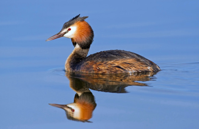 Обои картинки фото животные, Чомги , поганки, водоем, птичка