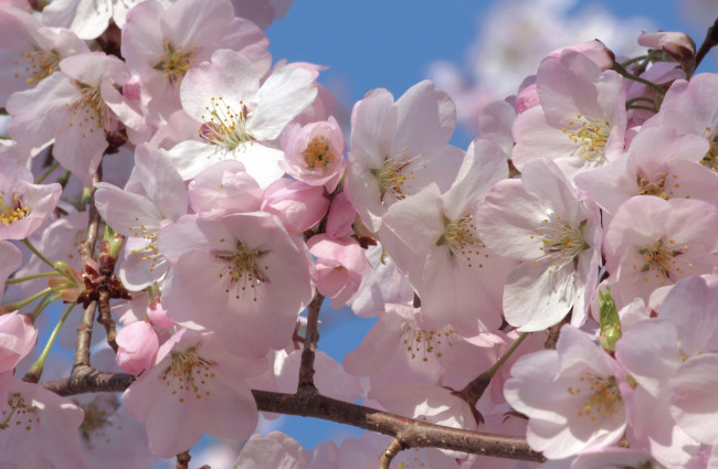 Обои картинки фото цветы, сакура,  вишня, розовый