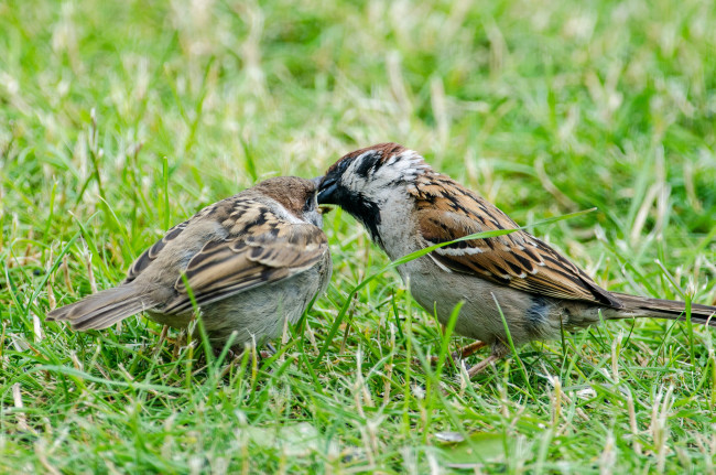 Обои картинки фото животные, воробьи, природа, фауна, птичка