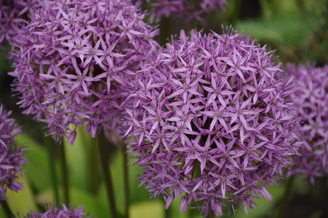 Обои картинки фото цветы, аллиум , декоративный лук, шары