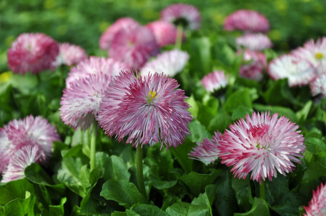 Обои картинки фото цветы, маргаритки, розовый