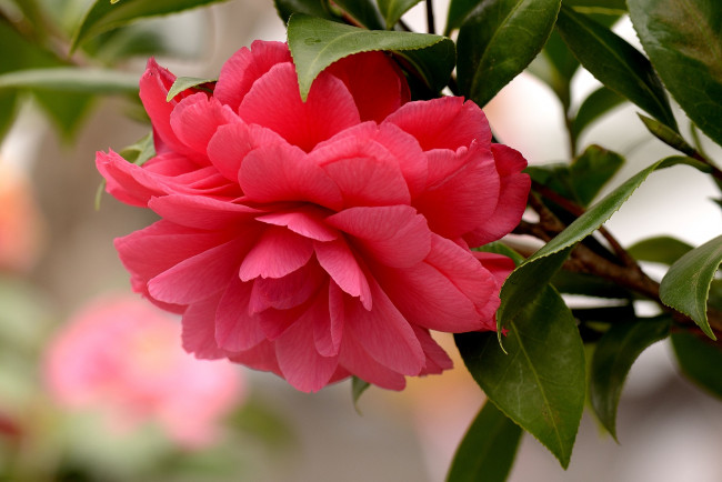 Обои картинки фото цветы, камелии, макро