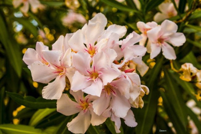 Обои картинки фото цветы, олеандры, персиковый