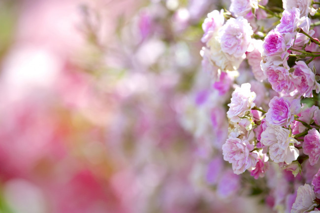 Обои картинки фото цветы, розы, розовый