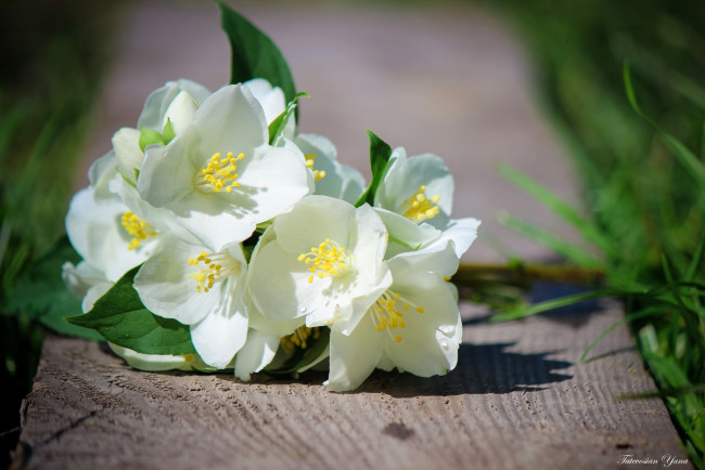 Обои картинки фото цветы, жасмин, белый