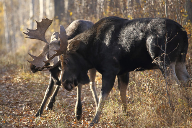 Обои картинки фото животные, лоси, драка