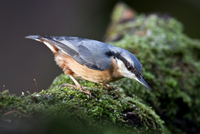 Обои картинки фото животные, поползни, дерево, поползень
